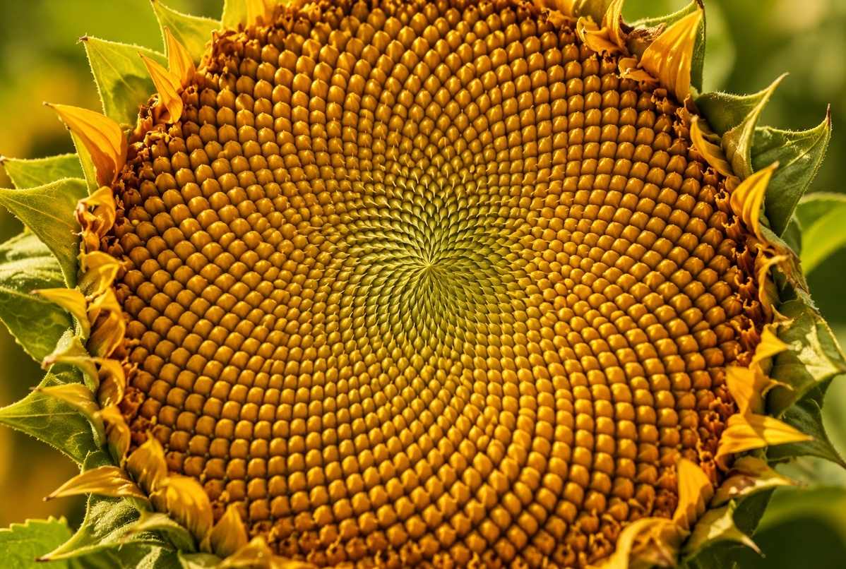 Close-up photograph of sunflower seed head showing intersecting Fibonacci spirals in perfect geometric arrangement